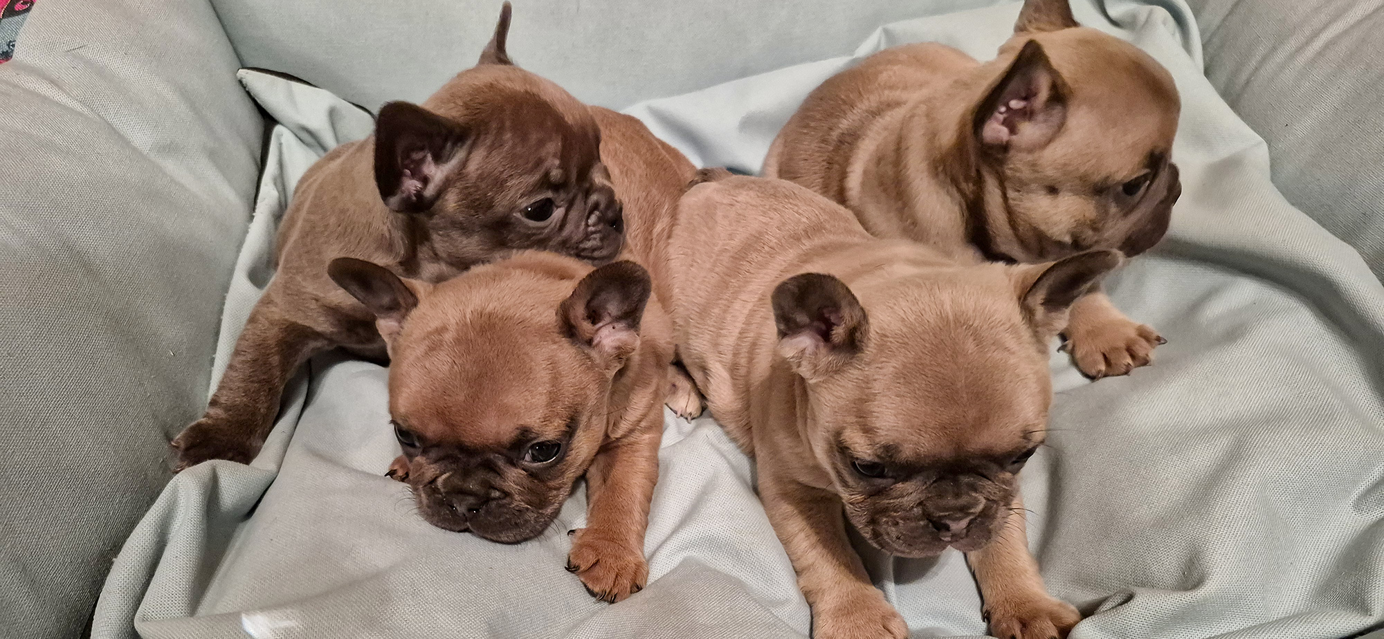 Francia Bulldog kiskutyák