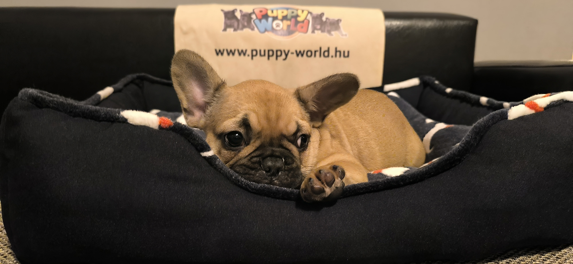 Francia Bulldog kisfiú